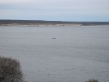 Patagonie:  velryba nedaleko Puerto Madryn