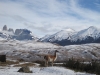 Patagonie: Národní park Torres del Paine. V popředí vicuña