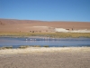 Atacama: Plameňáci