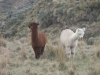 Alpaky pod vrcholem Chimborazo