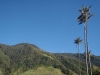 Valle del Cocora: Voskoveň andská, šp: Palma de Cera, anglickyWax palm. Národní strom Kolumbie