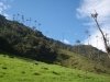 Valle del Cocora - Údolí Cocora 