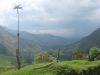 Valle del Cocora: Voskoveň andská, šp: Palma de Cera, anglickyWax palm. Národní strom Kolumbie