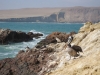 Národní rezervace Paracas