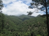 Borovice je - možná překvapivě - honduraský národní strom